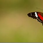 sustain_rule